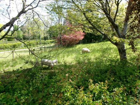sheep with lamb