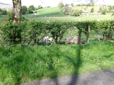 sheep with lambs