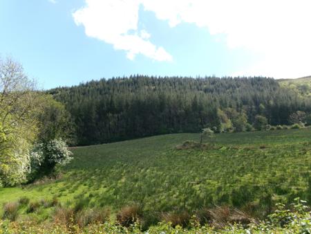 pine tree plantation