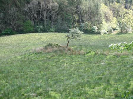 hawthorn tree in field