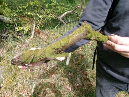 piece of wood with moss