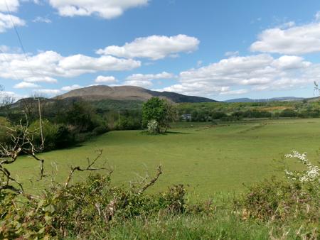 hawthorn tree in field with benbo in distance